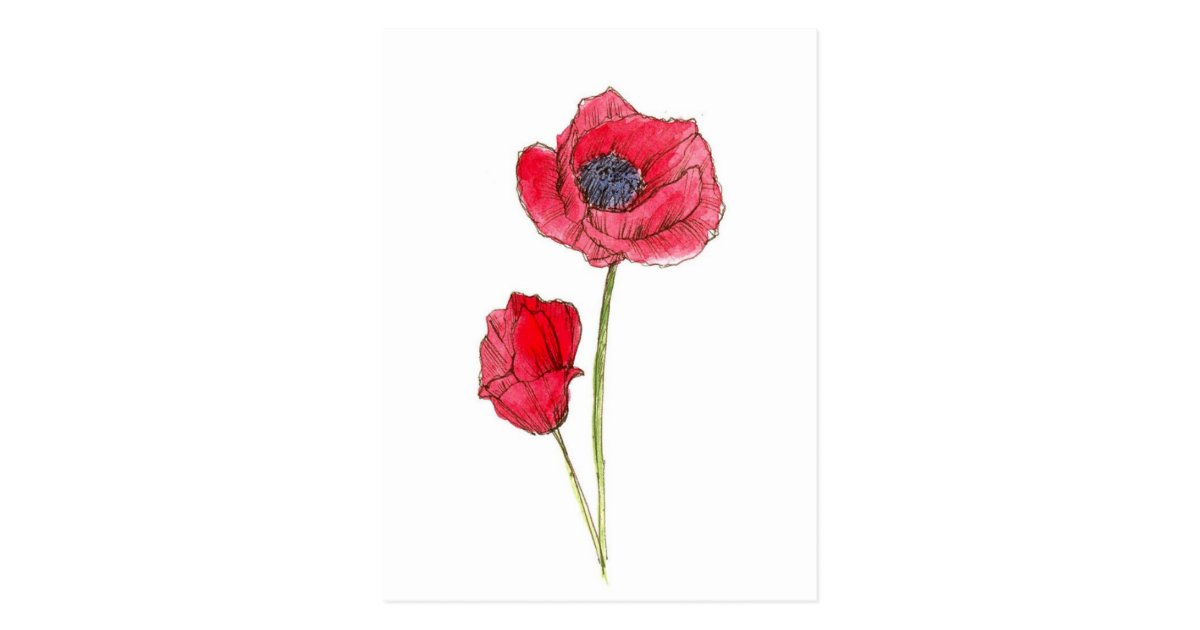 Red Poppy Flower Watercolor Botanical Art Postcard Zazzle Com