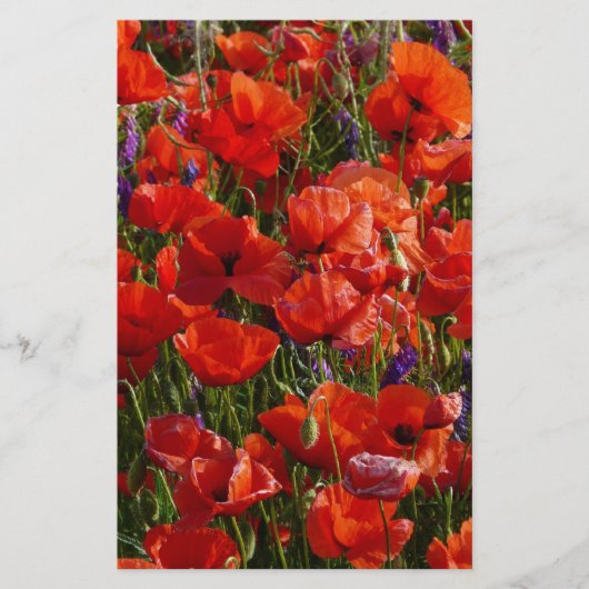 Red Poppy Flowers (Front)