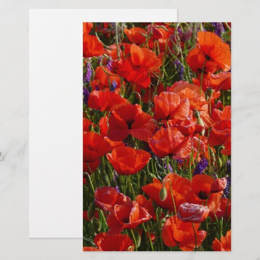 Red Poppy Flowers (Front/Back)
