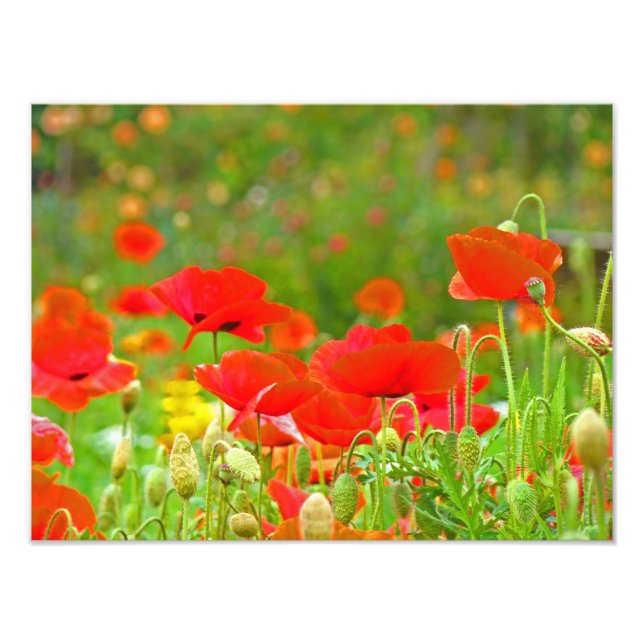 Red Poppy Flowers Fine Art Photography Poppies Photo Print (Front)