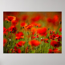 Red Poppy Flowers