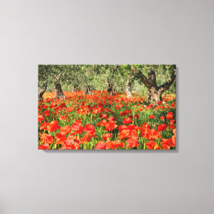 Red poppy flowers under old olive trees canvas print