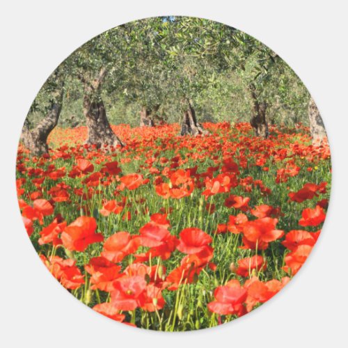 Red poppy flowers under old olive trees classic round sticker