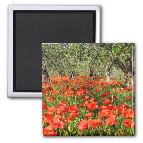 Red poppy flowers under old olive trees magnet