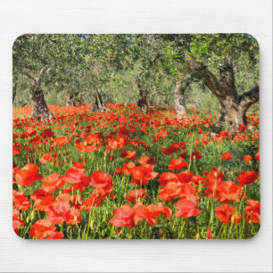 Red poppy flowers under old olive trees mouse pad