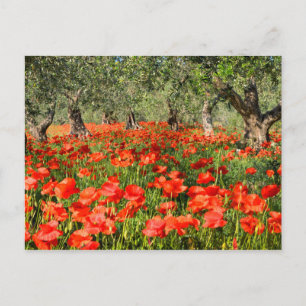Red poppy flowers under old olive trees postcard