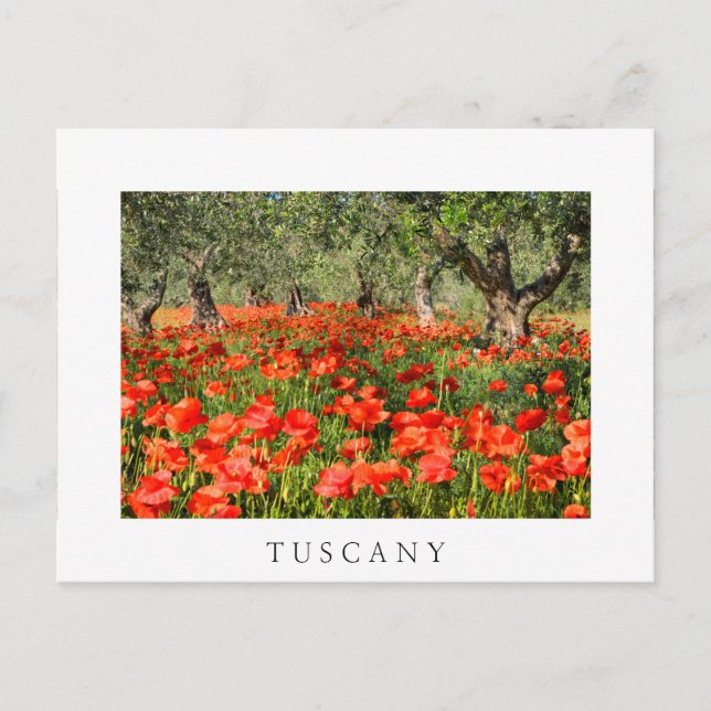 Red poppy flowers under old olive trees postcard (Front)