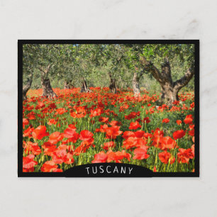 Red poppy flowers under old olive trees postcard