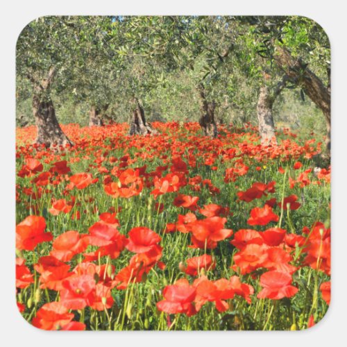 Red poppy flowers under old olive trees square sticker