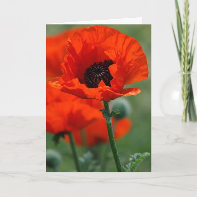 Red Poppy Holiday Card (Front)