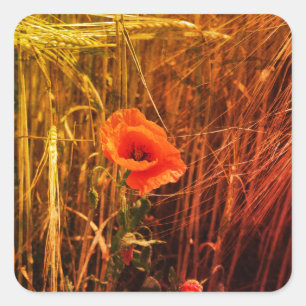 Red Poppy In Golden Wheat Field Thanksgiving Square Sticker