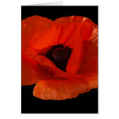 Red Poppy Macro (Front)