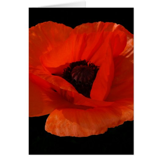 Red Poppy Macro Cards (Front)