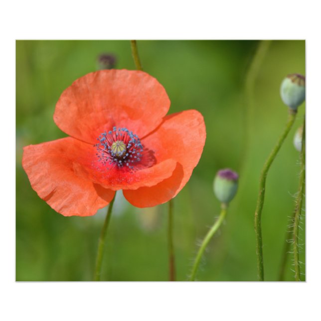 Red Poppy Photo Print (Front)