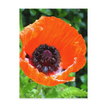 Red Poppy Photograph