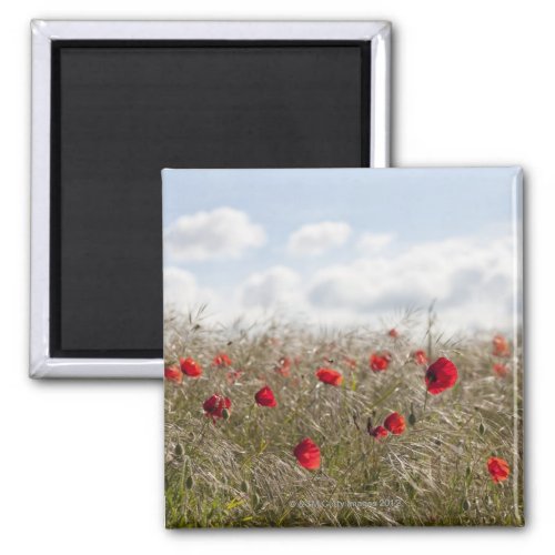 Red poppy Picardy Somme Pont Remy Magnet