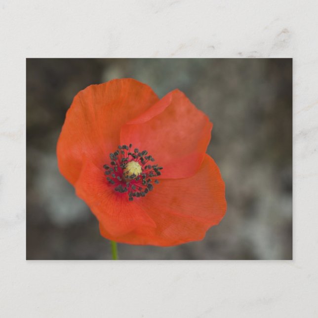 Red Poppy Postcard (Front)