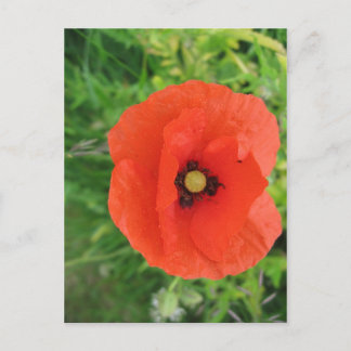 Red Poppy Postcard