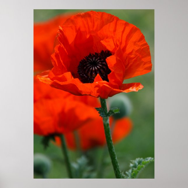 Red Poppy Poster (Front)