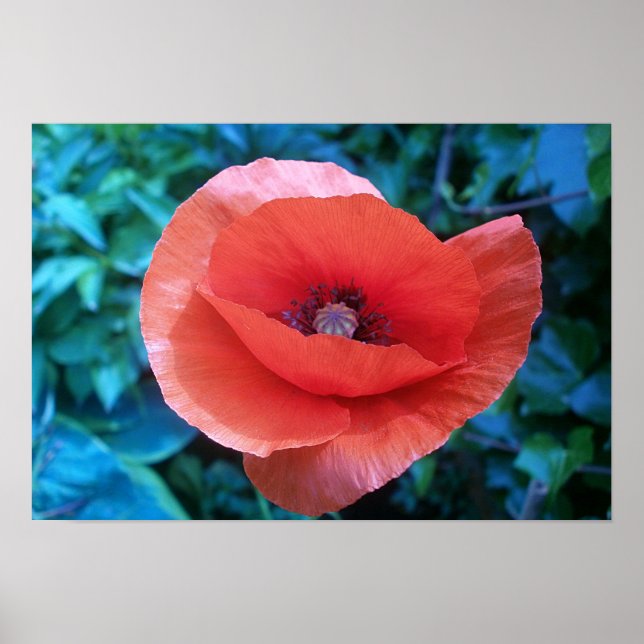 Red Poppy. Poster (Front)