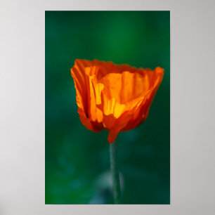 Red Poppy Poster