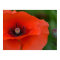 Red Poppy Poster