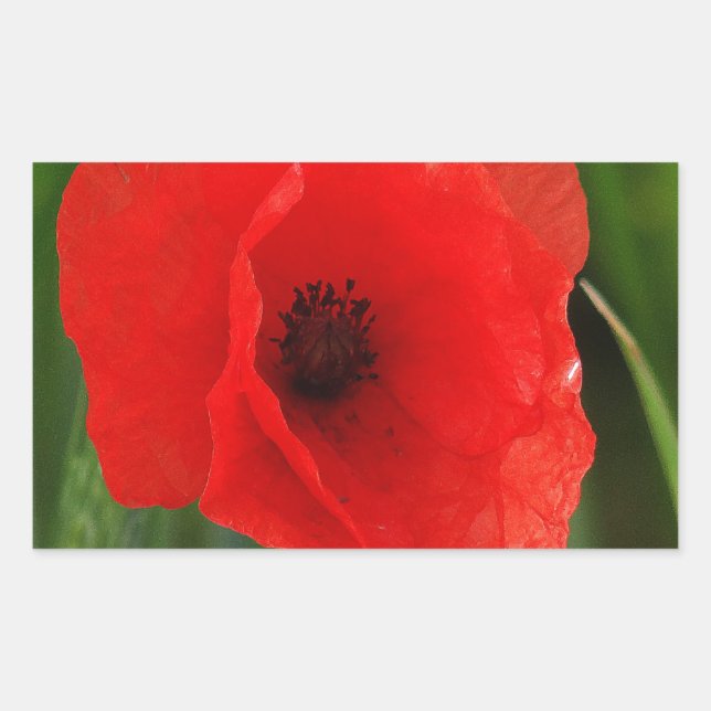 Red poppy rectangular sticker (Front)