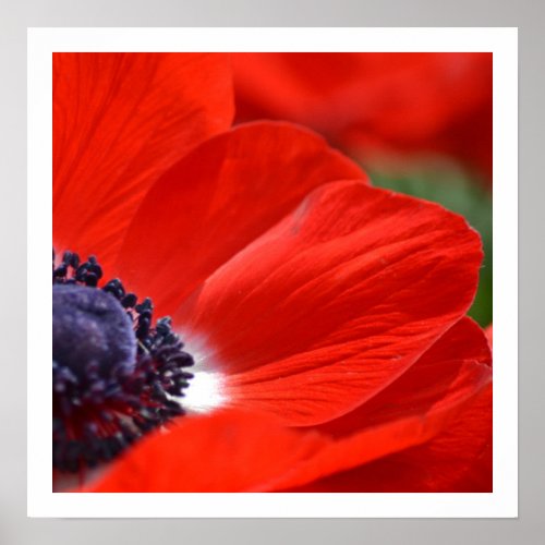 Red Poppy Spring Floral Poster