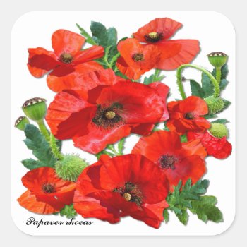 Red Poppy  ~ Square  Stickers by shirleypoppy at Zazzle