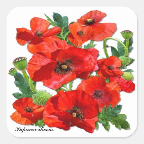 RED POPPY   Square  Stickers