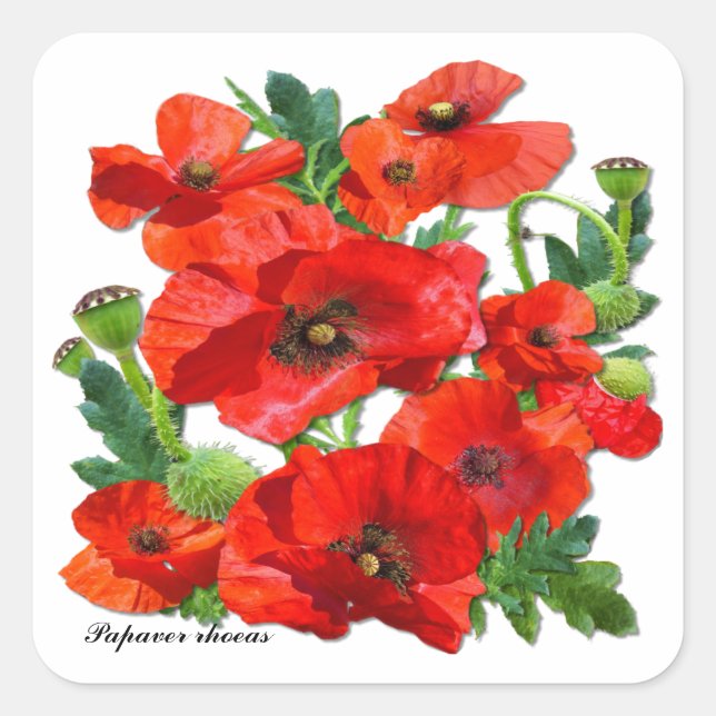 RED POPPY  ~ Square  Stickers (Front)