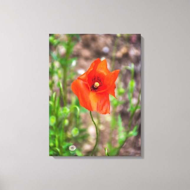 Red poppy up close canvas print (Front)