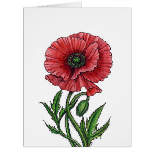 Red poppy, watercolor and ink cards