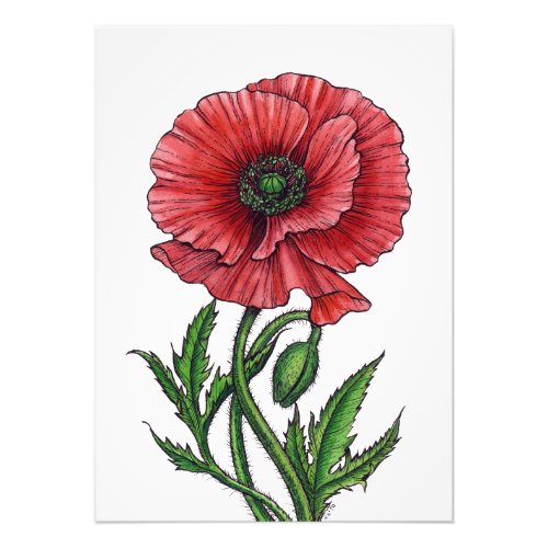 Red poppy watercolor and ink photo print