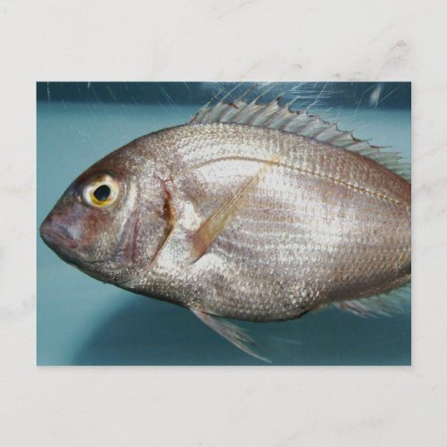 Red Porgy Postcard