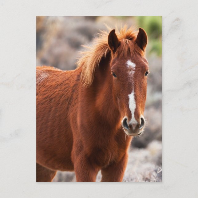 Red Postcard (Front)