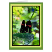 Red Postman: butterfly (Front)