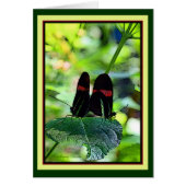 Red Postman: butterfly (Front)