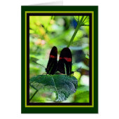 Red Postman: butterfly (Front)