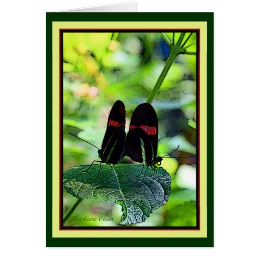Red Postman: butterfly Cards (Front)