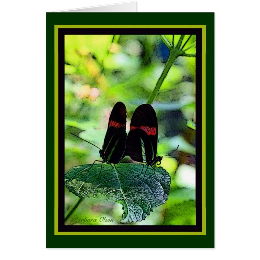 Red Postman: butterfly Cards (Front)