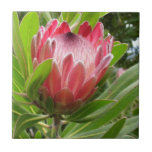 Red Protea Ceramic Tile