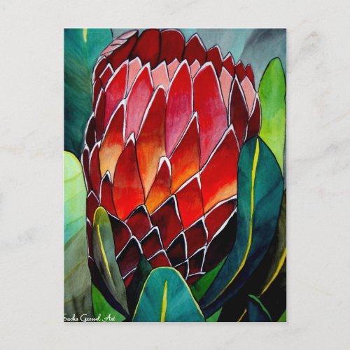 Red Protea flower original watercolour art Postcard