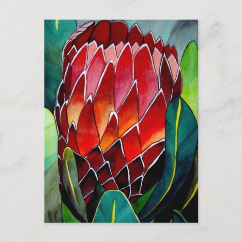 Red Protea flower original watercolour art Postcard