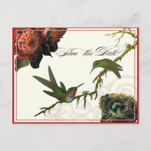 Red Protea Hummingbirds - Save the Date Postcard