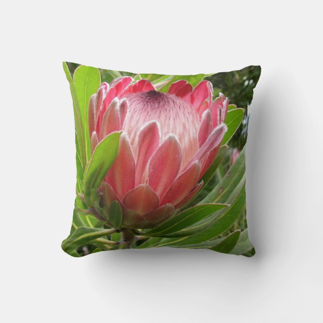 Red Protea Throw Pillow (Front)