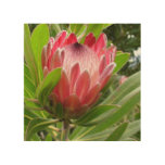 Red Protea Wood Wall Art