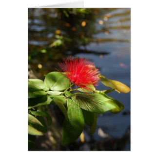 Red Puff Cards