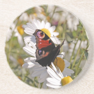 Red Purple Black Butterfly on Daisies Drink Coaster