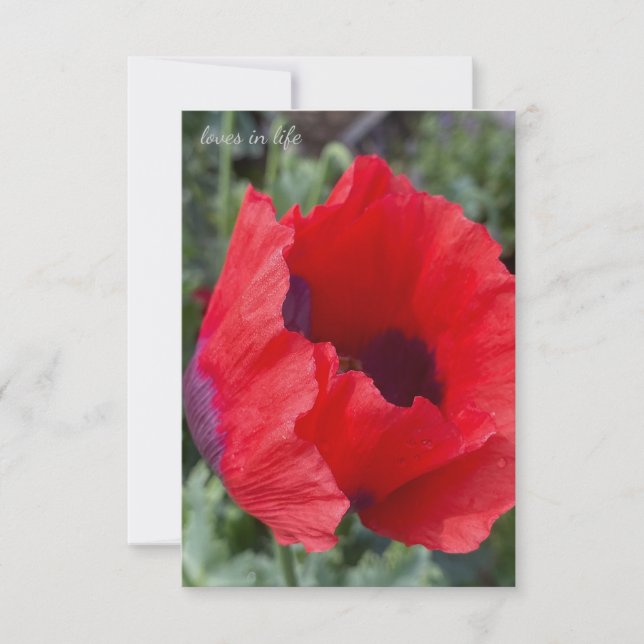 Red & Purple Opium Poppy Note Card (Front)